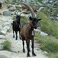 Włoskie capro ibexy